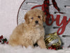 F1B Mini Bernedoodle For Sale Sugarcreek, OH Female- Buttercup