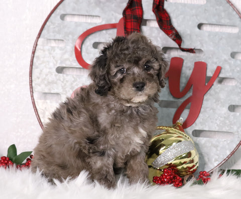 F1B Mini Bernedoodle For Sale Sugarcreek, OH Male- Rudolph
