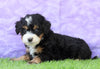 Mini Bernedoodle For Sale Sugarcreek, OH Male- Gizmo