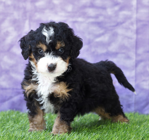 Mini Bernedoodle For Sale Sugarcreek, OH Male- Gizmo