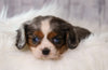 ACA Registered Cavalier King Charles Spaniel For Sale Wooster, OH Female-Daisy