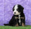 Mini Bernedoodle For Sale Sugarcreek, OH Male- Shadow