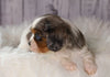 ACA Registered Cavalier King Charles Spaniel For Sale Wooster, OH Female-Daisy