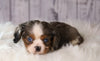 ACA Registered Cavalier King Charles Spaniel For Sale Wooster, OH Male- Winston