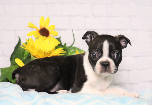 AKC Registered Boston Terrier For Sale Warsaw, OH Male- Disco
