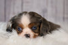 ACA Registered Cavalier King Charles Spaniel For Sale Wooster, OH Male- Winston