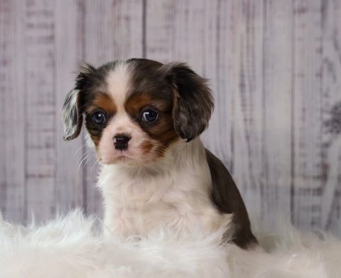 ACA Registered Cavalier King Charles Spaniel For Sale Wooster, OH Female- Holly