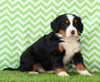 AKC Registered Bernese Mountain Dog For Sale Sugarcreek, OH Male- Winston