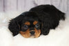ACA Registered Cavalier King Charles Spaniel For Sale Wooster, OH Male- Leo