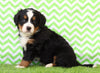 AKC Registered Bernese Mountain Dog For Sale Sugarcreek, OH Male- Ulysses