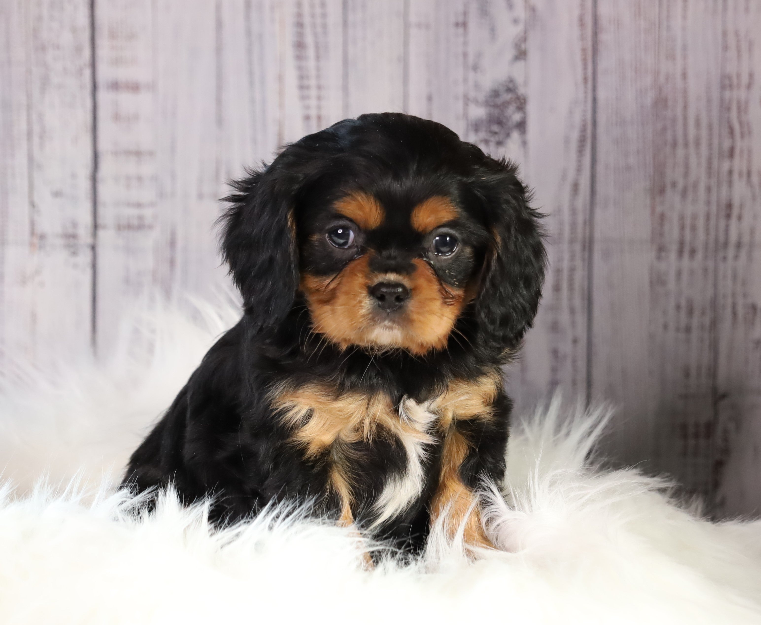 Alfred is an Adorable Male Cavalier King Charles Spaniel Puppy for sale in  Braintree
