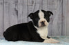 AKC Registered Boston Terrier For Sale Wooster OH Male- Zeus