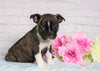 AKC Registered Boston Terrier For Sale Warsaw, OH Female- Daisy