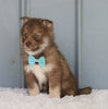 Mini Pomsky For Sale Sugarcreek, OH Female- Trixie