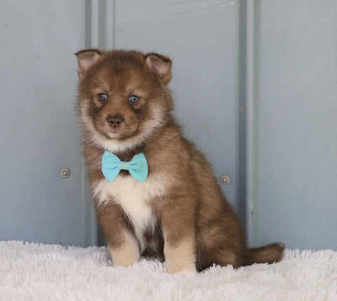 Mini Pomsky For Sale Sugarcreek, OH Female- Trixie