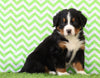 AKC Registered Bernese Mountain Dog For Sale Sugarcreek, OH Male- Koby