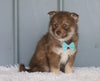 Mini Pomsky For Sale Sugarcreek, OH Female- Trixie