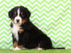AKC Registered Bernese Mountain Dog For Sale Sugarcreek, OH Male- Koby