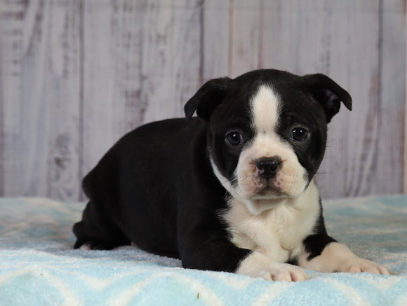 AKC Registered Boston Terrier For Sale Wooster, OH Female- Willow