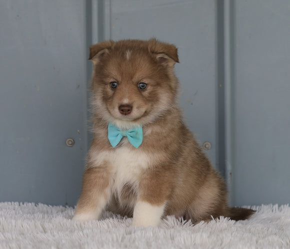 Mini Pomsky For Sale Sugarcreek, OH Female- Willow