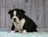 AKC Registered Boston Terrier For Sale Wooster, OH Female- Willow