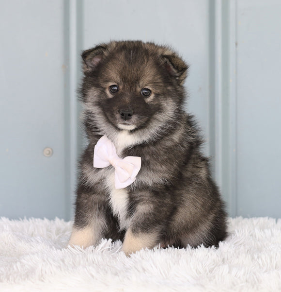 Mini Pomsky For Sale Sugarcreek, OH Male- Story