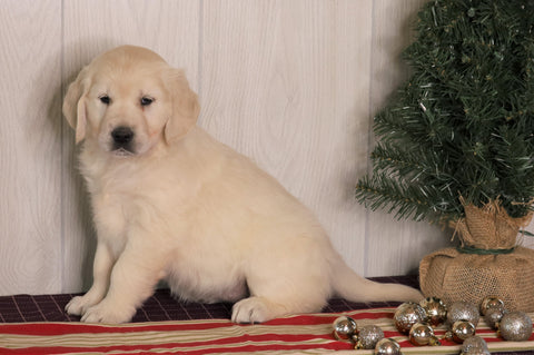 AKC Registered English Cream Golden Retriever For Sale Fredericksburg, OH Female- Krystal