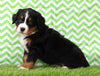 AKC Registered Bernese Mountain Dog for Sale Sugarcreek, OH Female- Lexi