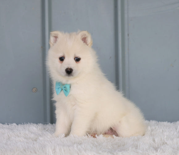 Mini Pomsky For Sale Sugarcreek, OH Male- Troy