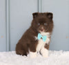 Mini Pomsky For Sale Sugarcreek, OH Male- Marshall