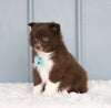 Mini Pomsky For Sale Sugarcreek, OH Male- Marshall