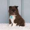 Mini Pomsky For Sale Sugarcreek, OH Male- Marshall