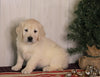 AKC Registered English Cream Golden Retriever For Sale Fredericksburg, OH Female- Princess