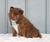 Mini Pomsky For Sale Sugarcreek, OH Male- Russel