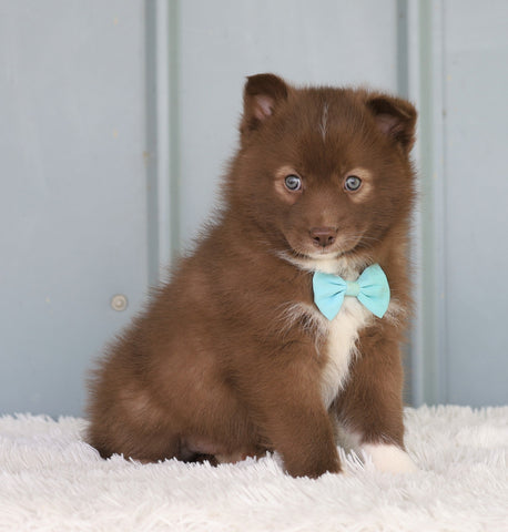 Mini Pomsky For Sale Sugarcreek, OH Male- Russel