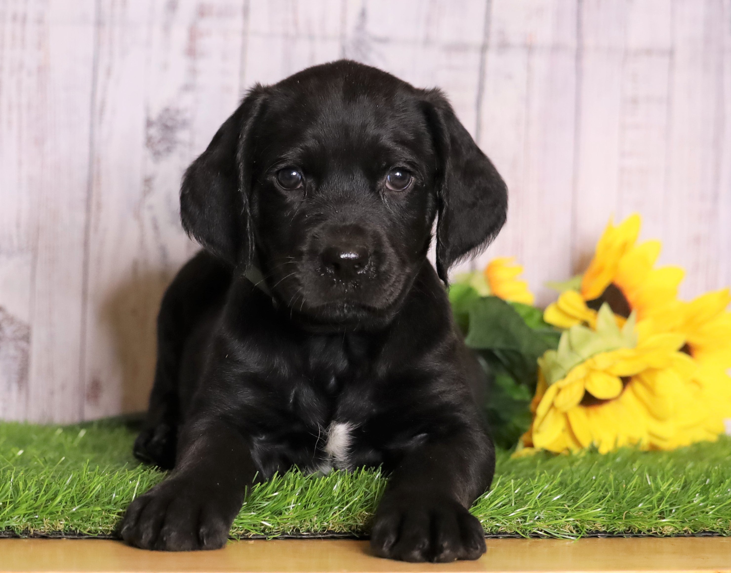 Rottie Poo For Sale Wooster, OH Male Rocky AC Puppies LLC