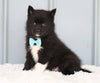 Mini Pomsky For Sale Sugarcreek, OH Male- Smokey