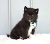 Mini Pomsky For Sale Sugarcreek, OH Male- Smokey