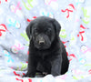Labrador Retriever For Sale Millersburg, OH Female- Izzy