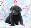 Labrador Retriever For Sale Millersburg, OH Female- Princess