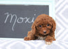 Cockapoo For Sale Millersburg, OH Female- Moxie