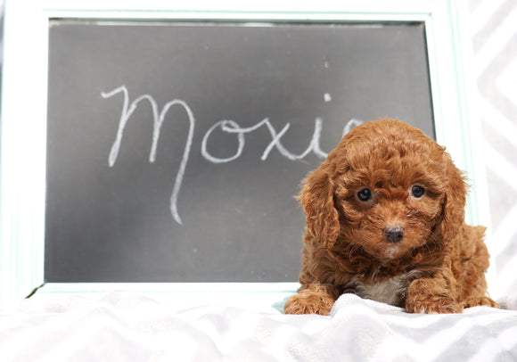 Cockapoo For Sale Millersburg, OH Female- Moxie