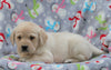 Labrador Retriever For Sale Millersburg, OH Female- Macey