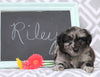 Cockapoo Mix For Sale Millersburg, OH Male- Riley