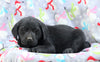 Labrador Retriever For Sale Millersburg, OH Female- Trixie