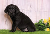 Rottie- Poo For Sale Wooster, OH Female- Mariah