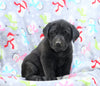 Labrador Retriever For Sale Millersburg, OH Female- Olivia