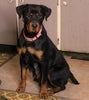Rottie- Poo For Sale Wooster, OH Female- Stella
