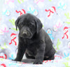 Labrador Retriever For Sale Millersburg, OH Female- Olivia