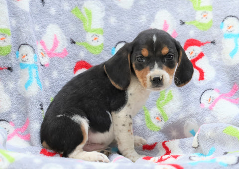Beagle Mix For Sale Millersburg, OH Male- Mac